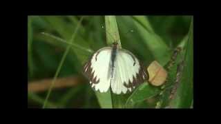 Borboleta Brancão - Ascia Monuste - Buterfly