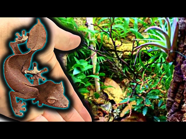 Satanic Leaf Tail Gecko Bioactive Vivarium Build *Leap