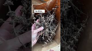 Save your basil seeds! 🌿 #shorts #seedsaving #herbgarden