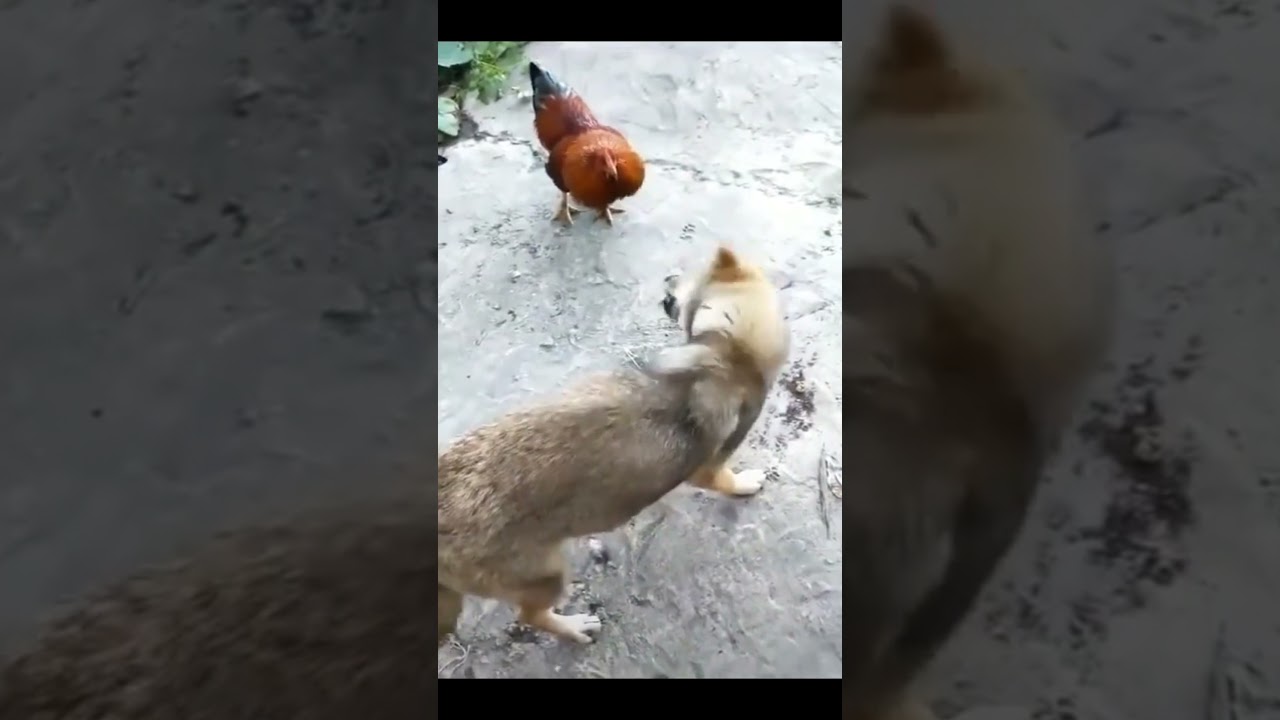 Dog and chicken fight | cute dog funny video | Chicken Vs Dog |
