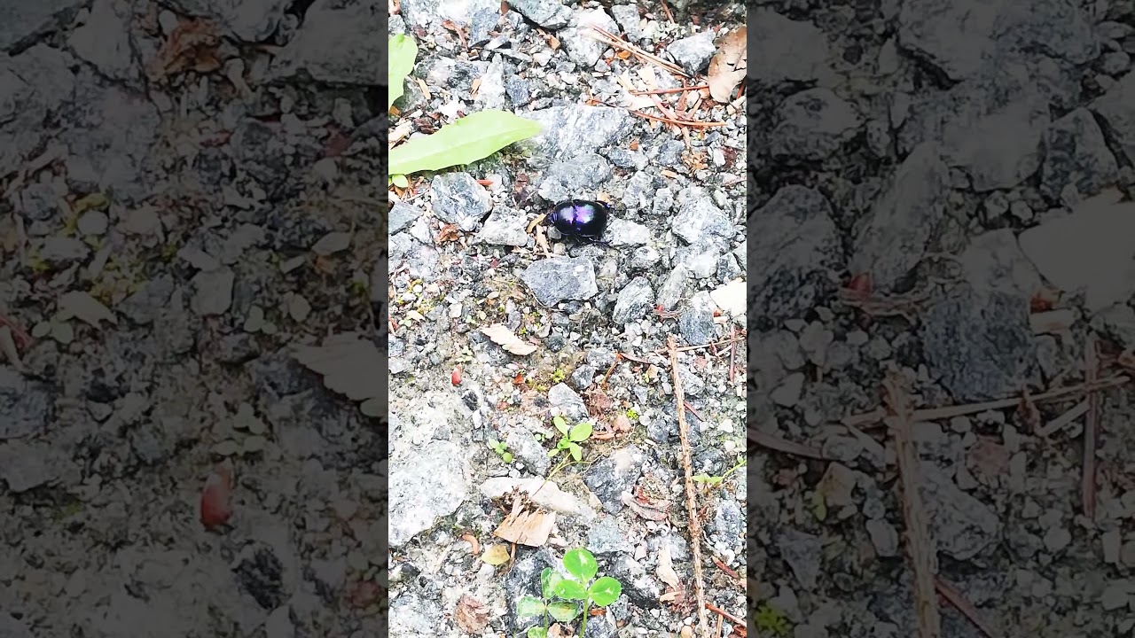 'Shiny Creature' on the side of the road pt. 2🐛🐛🌳🌳🐞