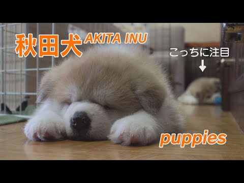 秋田犬のオヤスミタイムに潜入 注目は後ろの子 最後まで見て下さい 癒されますよ Youtube