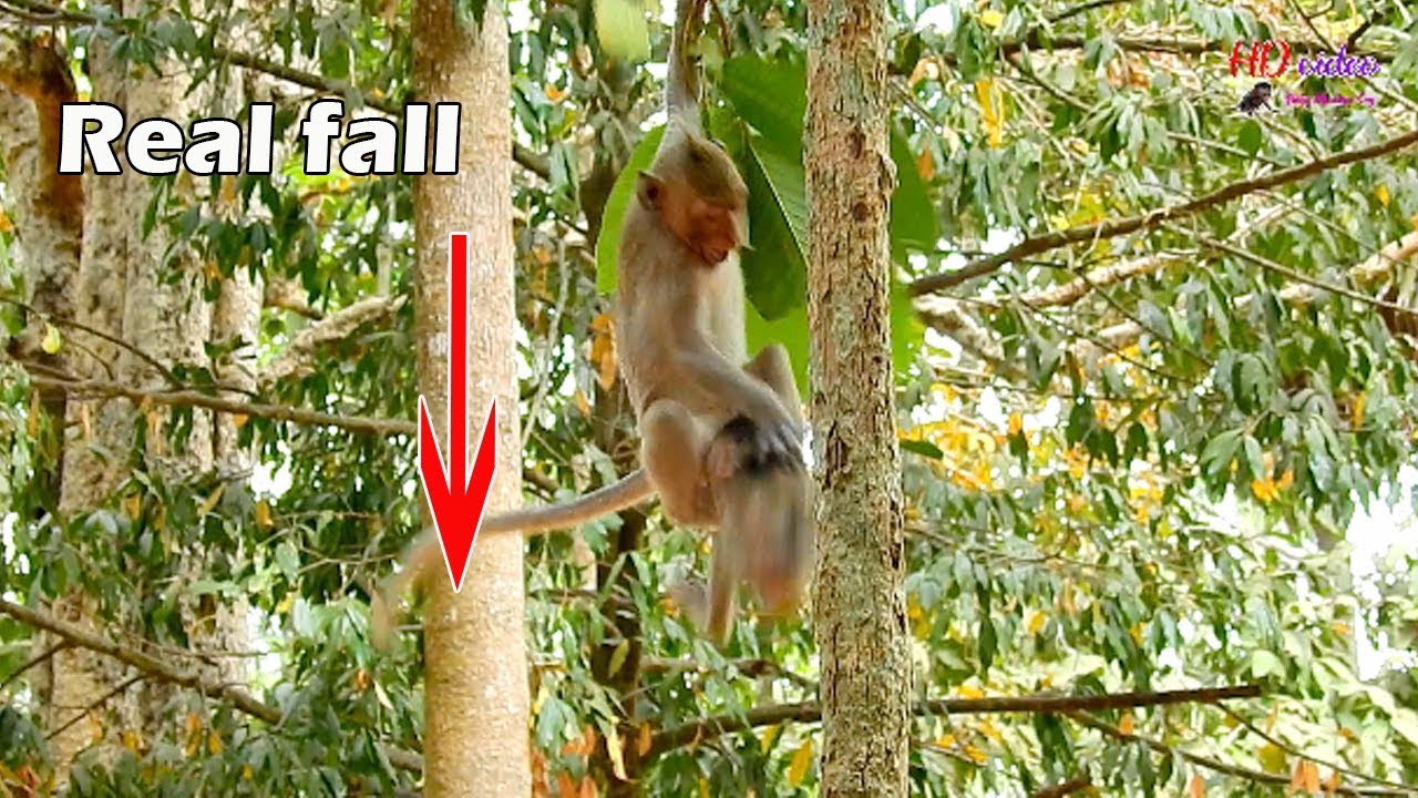 REAL FALL !! Janet fight Janna fall from tree Jane not know, Janna try hard avoid from Janet torture