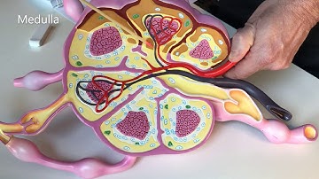 Lymph Node Model