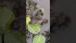 American alligators are apex predators and consume fish, amphibians, reptiles, birds, and mammals