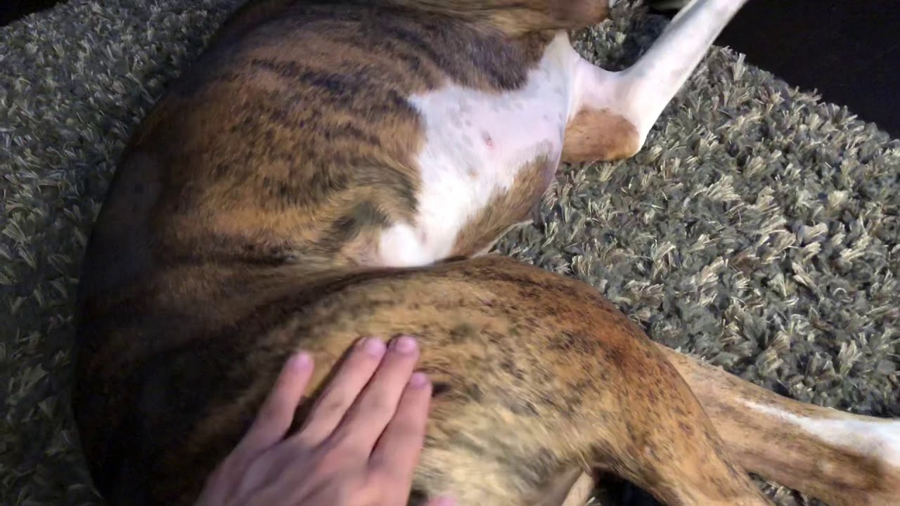 Slapping my dogs b u t t while hitting him with granola bar YouTube