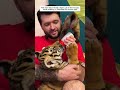 Orphaned tiger cub finds hope and a new family #tiger #shortvideo #animalshorts #animalrescue