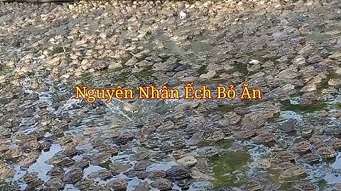 Nguyên Nhân Ếch Bỏ Ăn. Kỹ Thuật Nuôi Ếch