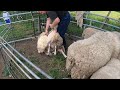 Come si Tosa una Pecora in Frisia - Shearing Sheeps in Friesland