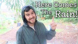 Rain at Last! Preparing My Allotment for a Winter Cover Crop