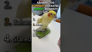 Ranking The Funniest Cockatiel Parrot Moments
