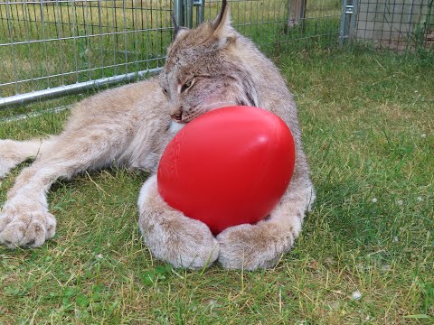 Max Canada Lynx Egg Ball