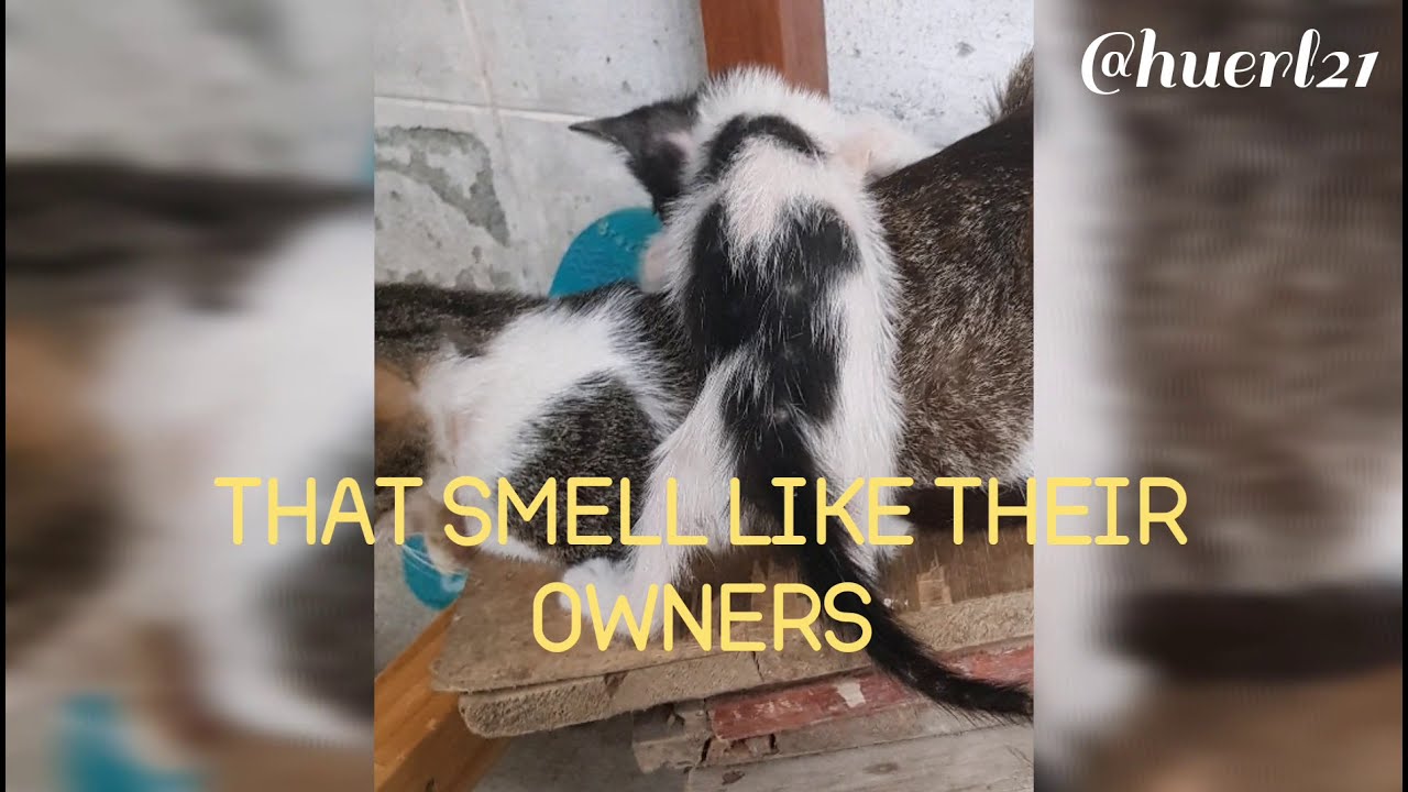 Why do cats love to sleep together? YouTube