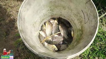 Đặt một cái Lờ dính ngay ổ Cá Rô Phi