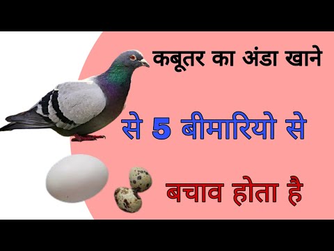 वीडियो: क्या आप कबूतर के अंडे खा सकते हैं?