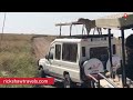 Cheetah climbs safari vehicle  serengeti national park tanzania  rickshaw travels