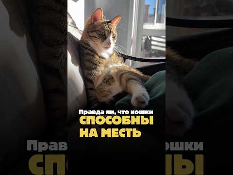Правда ли, что кошки способны на месть? 😼