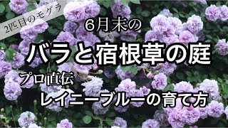 6月の庭 レイニーブルーの育て方のコツ 2匹目のモグラを捕獲しました バラと宿根草の庭 Youtube