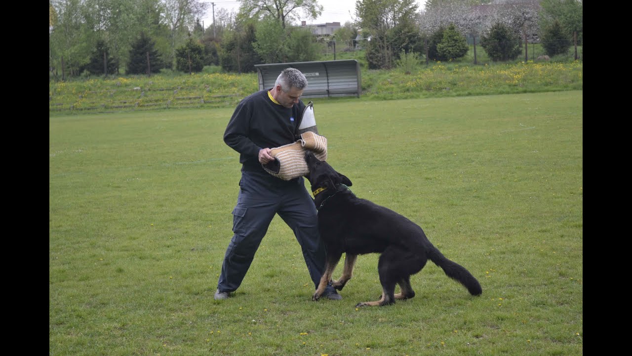 Ukázka z výcviků služebních psů Policie ČR │ #Karvinsko.TV