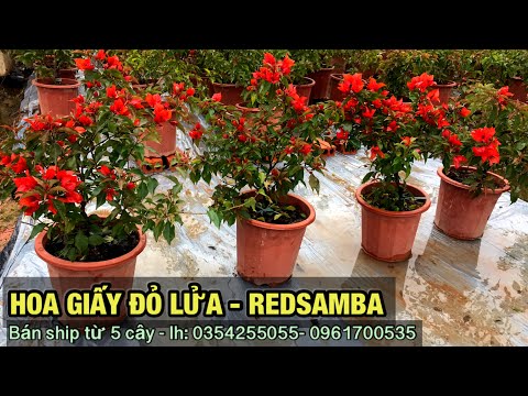 Video Hoa giấy ĐỎ LỬA redsamba hot !-Trung kiên garden,... - youtube