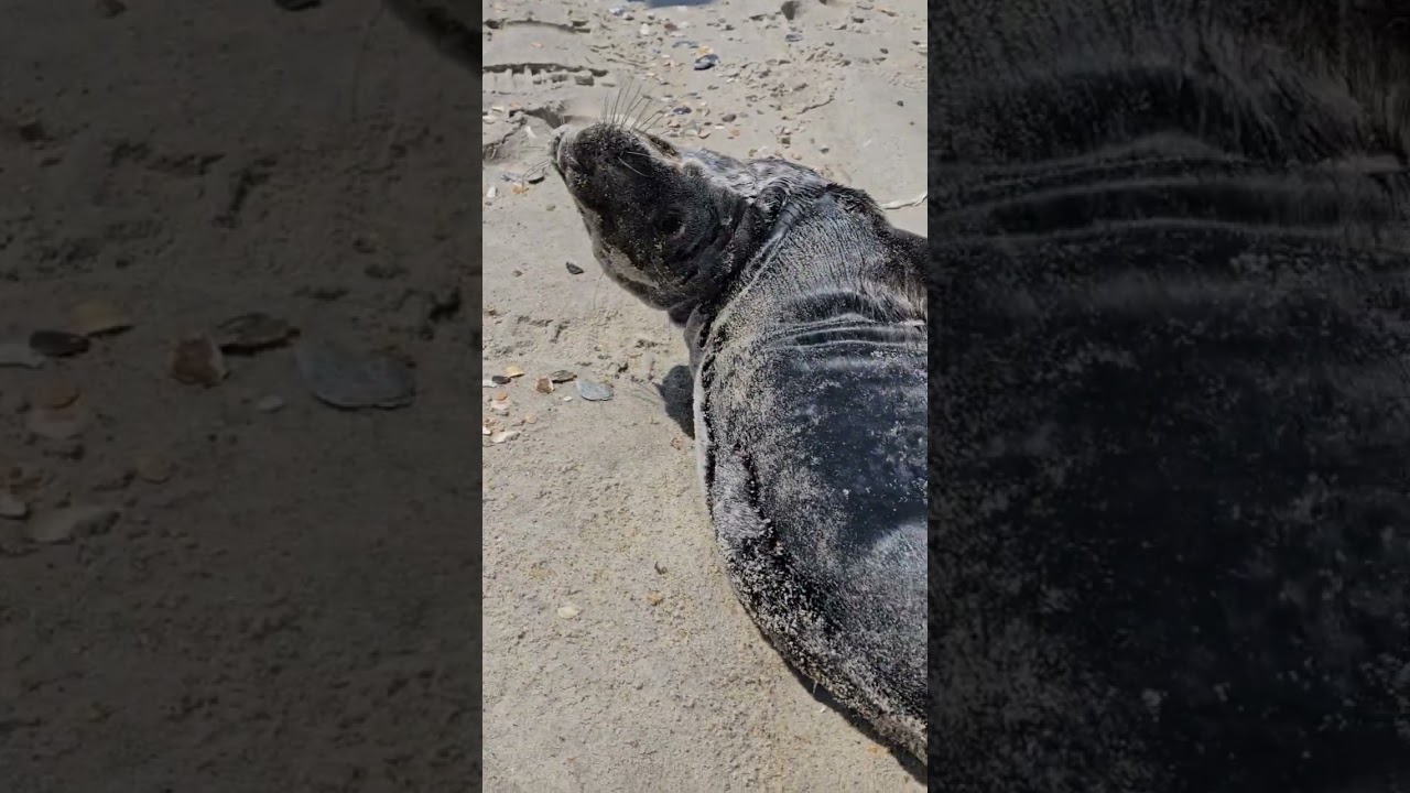 тюлененок на берегу Атлантического океана на Fire Island NY