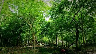 Deep Jungle Meditation: Campfire Serenity with Birdsong by Nature SFX 808 views 8 months ago 5 hours