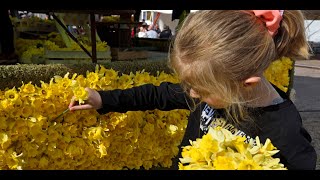 Gérardmer se pare de deux millions de fleurs pour sa 50ème fête des Jonquilles