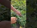 Rau khoai lang xào tỏi kkk! #plamvuon #ptrongrausach  #pgardening