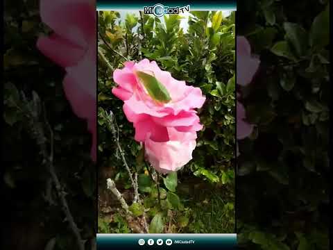 #shorts Rosas rosadas y saltamontes hoja verde 🇻🇪