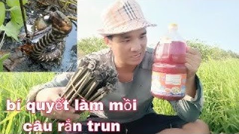 Cách làm mồi câu rắn trun và cách cắm câu rắn trun