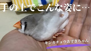 【リラックスして横になっちゃったキンカチョウ】