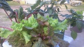 The Amazing Pop Bottle Grow System! Huge Harvest! Replant! Here We Go Again! Grow Baby Grow!