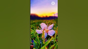 ياأيها الذين آمنوا اصبروا وصابروا ورابطوا واتقوا الله لعلكم تفلحون #سورة_آل_عمران