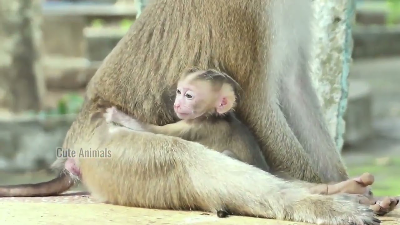 Such a s@d and p itiful face the little girl made when her mom wouldn’t let her nurse