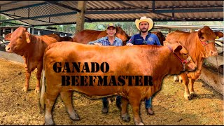 Rancho de Ganado BEEFMASTER el mejor negocio por su rusticidad y adaptabilidad | Caballos Frisón