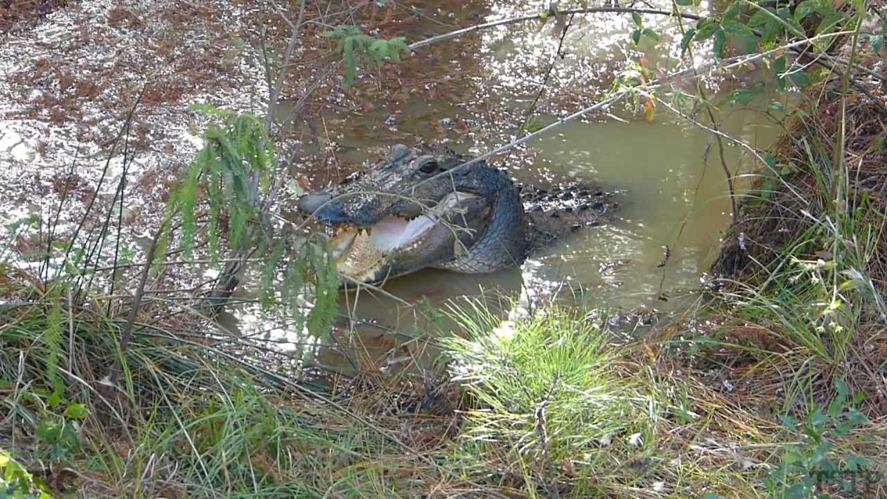 ARC S1E1: Welcome to The Amphibian and Reptile Conservancy - YouTube