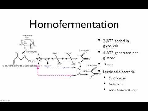 Video: Mis on homofermentatiivne tähendus?