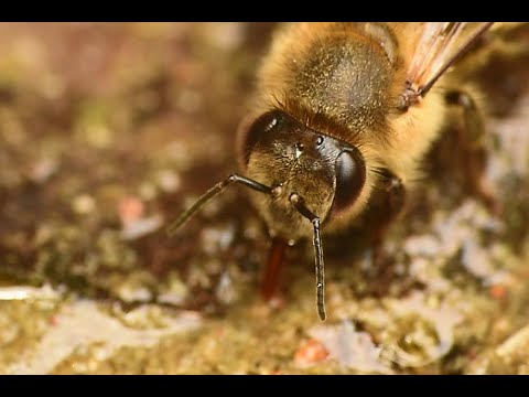Honingbij Apis mellifera, werkster, water drinkend