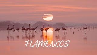 Flamencos en Yucatán  Flamingos