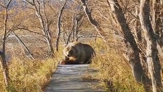 Встреча с медведем