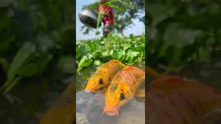 Amazing Little Boy Catching Carpfish #fishing #bigfish #fishvideo