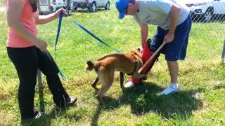 Malinois Ring Sport Training