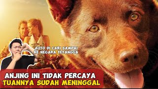 AROUND THE WORLD TO FIND HIS MASTER AND END UP AT HIS MASTER'S GRAVE | Red Dog Storyline By NOC TV