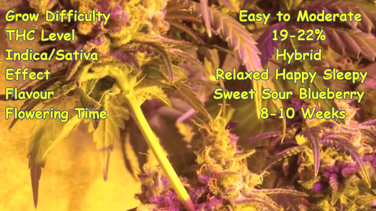Top 5 Strains Of Marijuana 2016