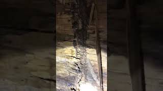 Termite mud tubes.