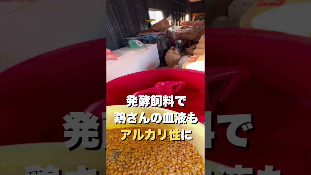 スーパーの卵が危険な理由、農家が知ってること #卵 #養鶏