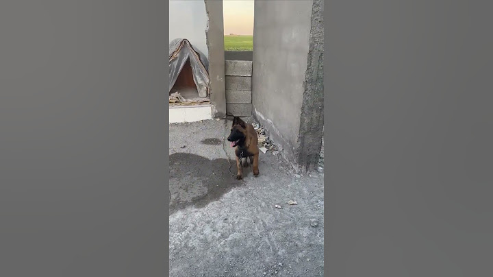 yakışıklı değil mi ya #funny #short #malinois #dog #köpek #keşfet #cat #fyp #fypシ゚viral #animal