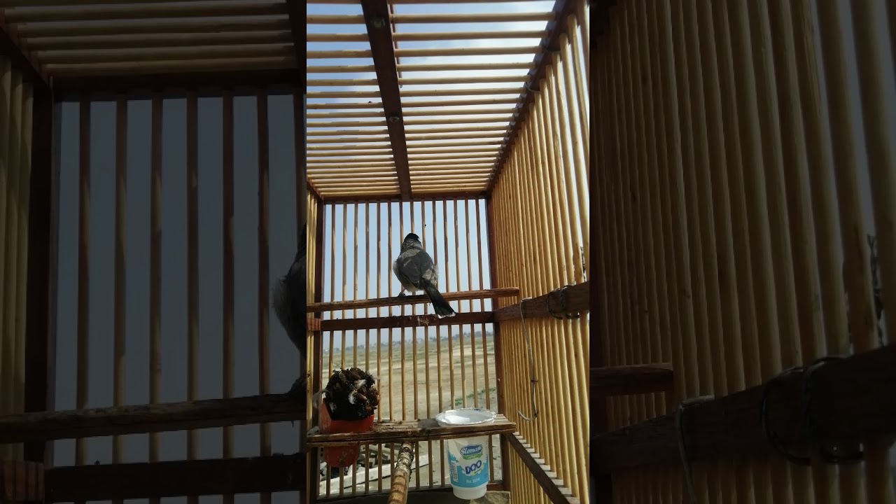 ندهات او طيارات فتح بلابل خامات صعبه بلابل بصراويه مطويات لاتنسو الاشتراك