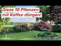 Diese 10 pflanzen lieben kaffeesatz kaffee als dnger im garten einsetzen