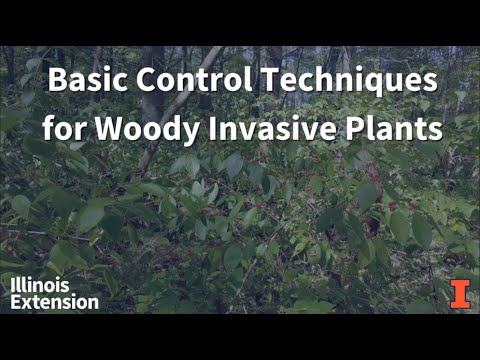 Basic Control Techniques for Woody Invasive Plants